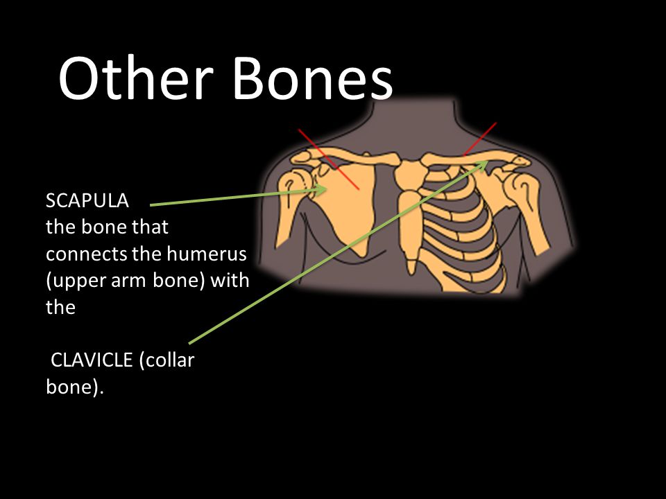 Other Bones SCAPULA. the bone that connects the humerus (upper arm bone) with the.