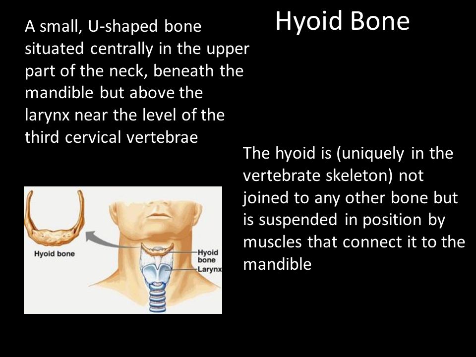 Hyoid Bone
