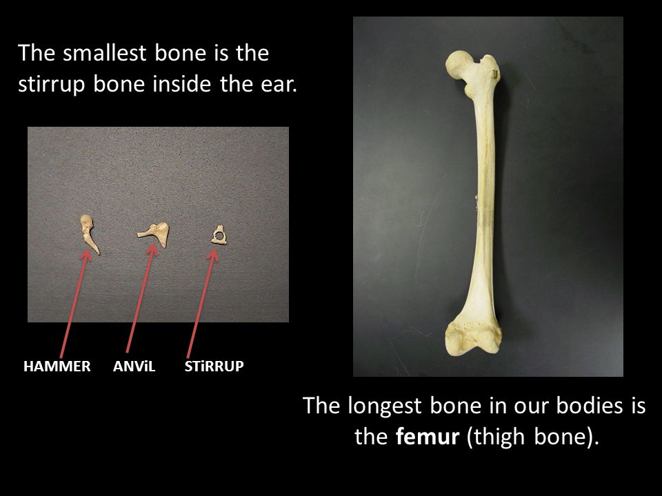 The longest bone in our bodies is