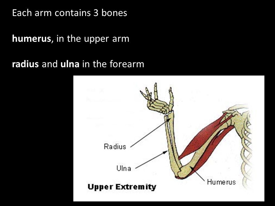 Each arm contains 3 bones