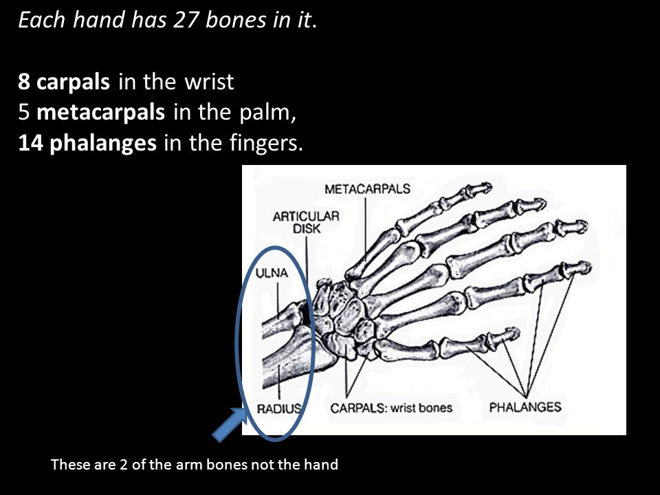 Each hand has 27 bones in it. 8 carpals in the wrist