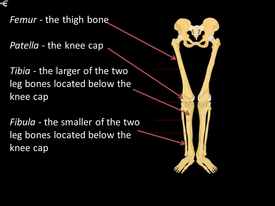 Femur - the thigh bone Patella - the knee cap. Tibia - the larger of the two leg bones located below the knee cap.