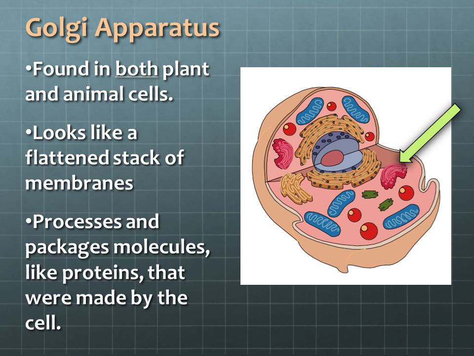 Review of Cell Theory Organelles of Plant and Animal Cells - ppt video  online download