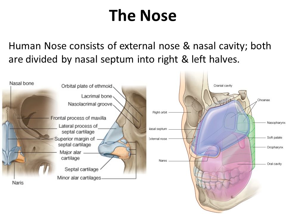 Nasal patch перевод