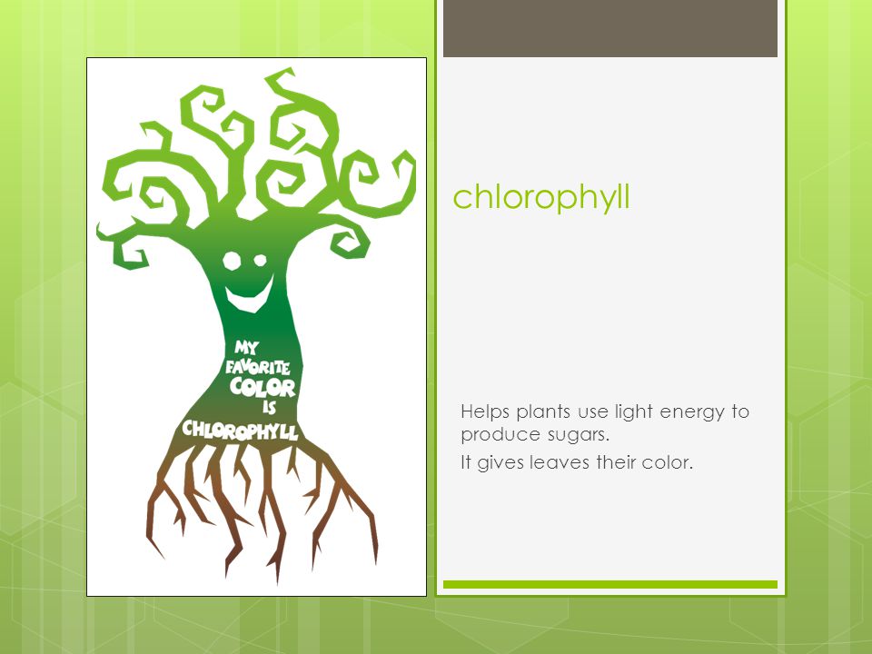 chlorophyll Helps plants use light energy to produce sugars.