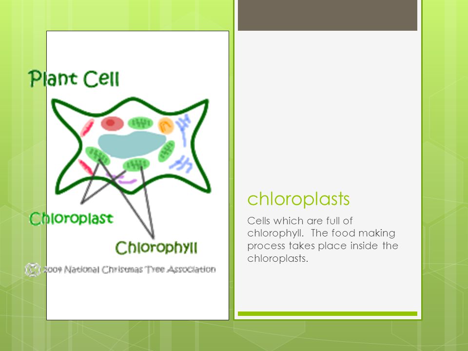 chloroplasts Cells which are full of chlorophyll.