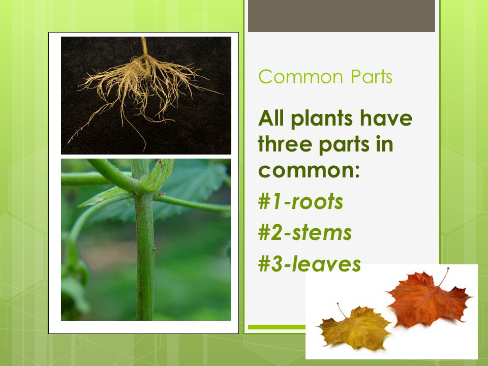 All plants have three parts in common: