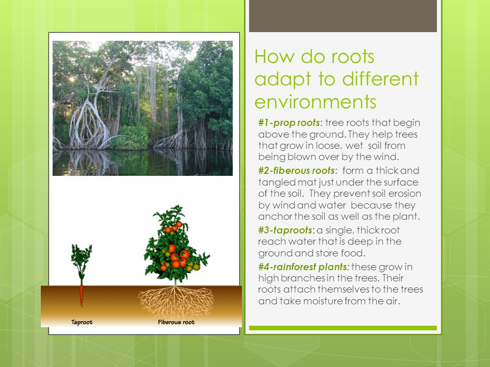 How do roots adapt to different environments