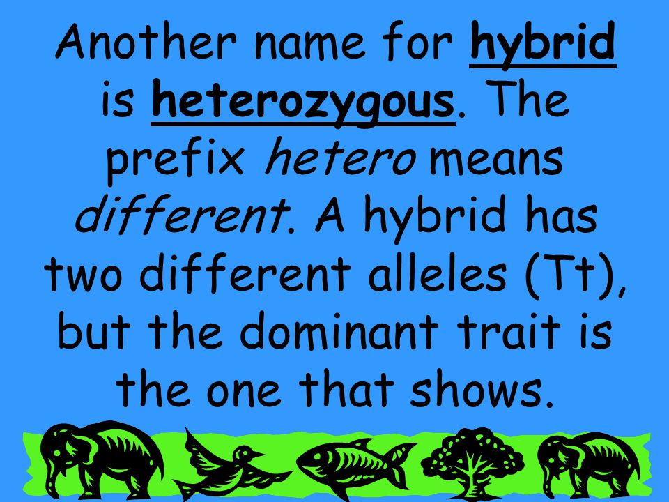Another name for hybrid is heterozygous