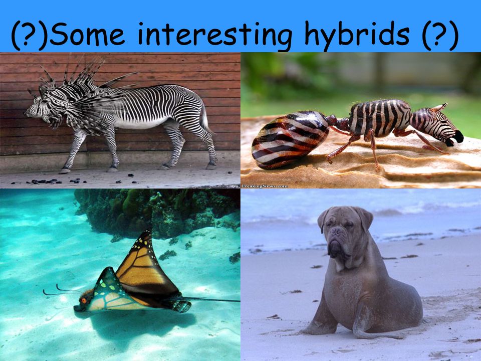 ( )Some interesting hybrids ( )