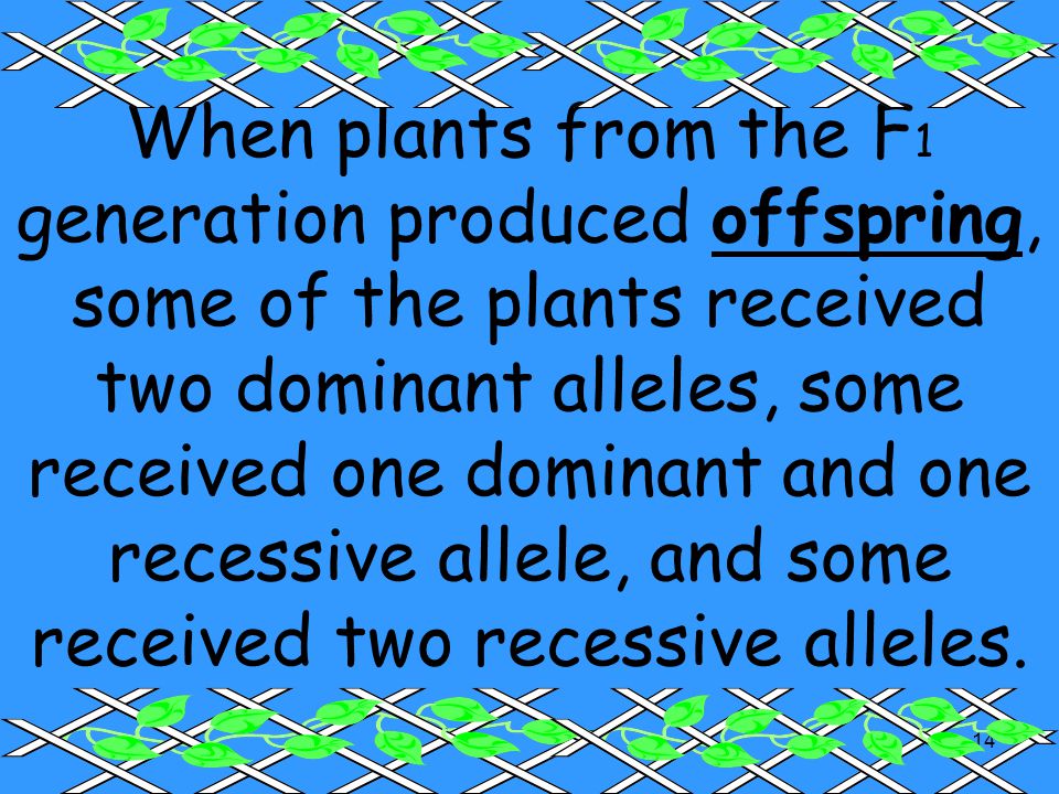 When plants from the F1 generation produced offspring, some of the plants received two dominant alleles, some received one dominant and one recessive allele, and some received two recessive alleles.