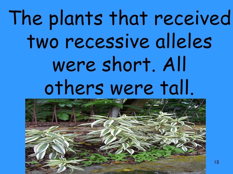 The plants that received two recessive alleles were short