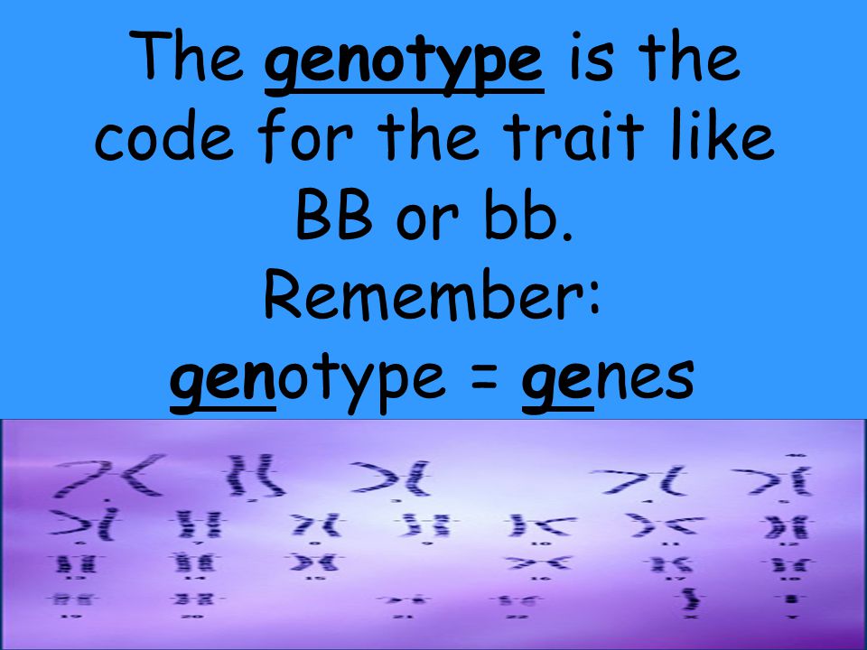 The genotype is the code for the trait like BB or bb