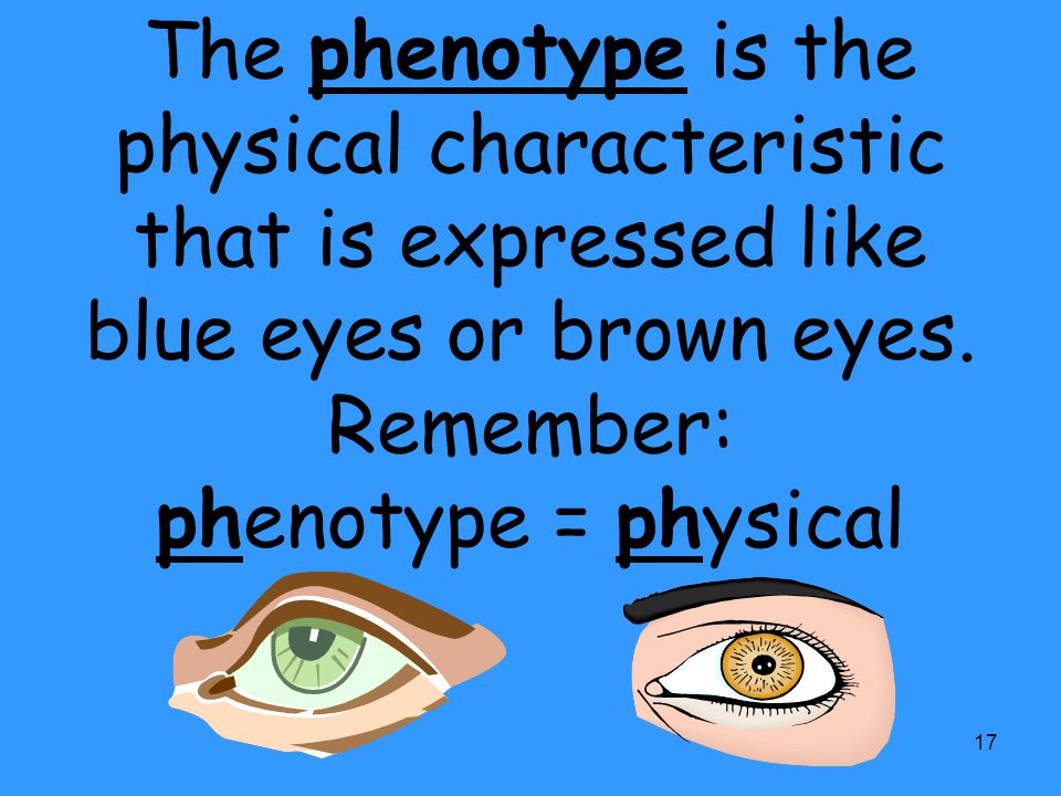 The phenotype is the physical characteristic that is expressed like blue eyes or brown eyes.