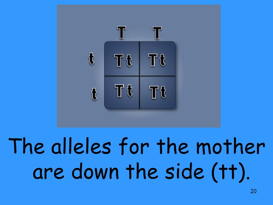 The alleles for the mother are down the side (tt).