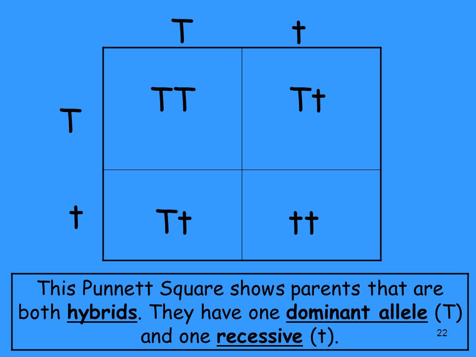 T t TT. Tt. tt. T. t. This Punnett Square shows parents that are both hybrids.
