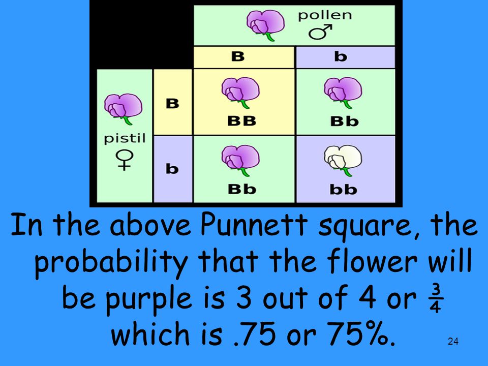 In the above Punnett square, the probability that the flower will be purple is 3 out of 4 or ¾ which is .75 or 75%.
