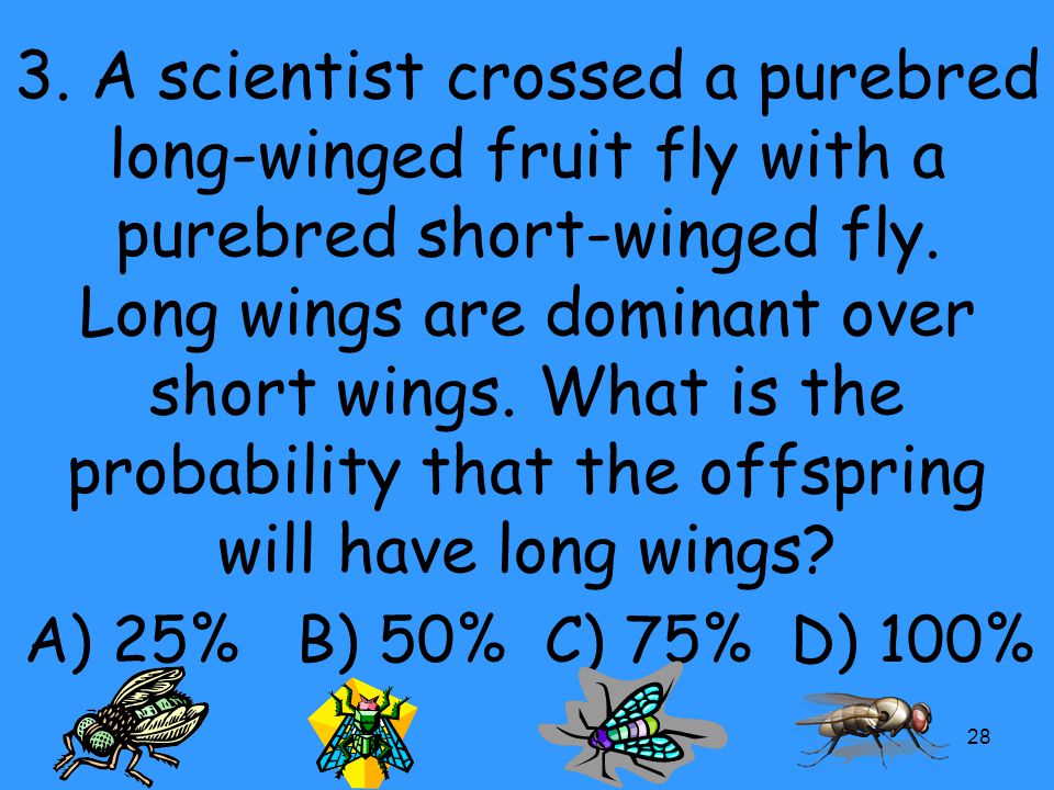 3. A scientist crossed a purebred long-winged fruit fly with a purebred short-winged fly. Long wings are dominant over short wings. What is the probability that the offspring will have long wings