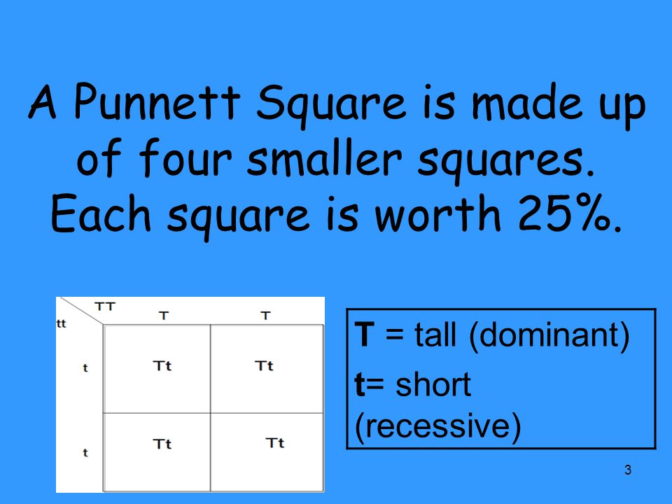 A Punnett Square is made up of four smaller squares