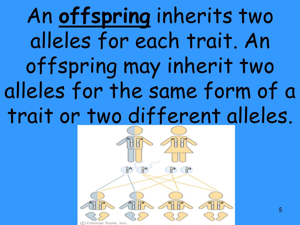 An offspring inherits two alleles for each trait