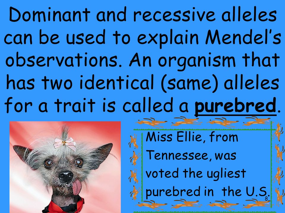 Dominant and recessive alleles can be used to explain Mendel’s observations. An organism that has two identical (same) alleles for a trait is called a purebred.