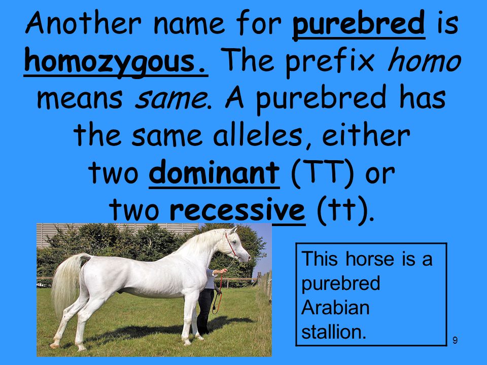 Another name for purebred is homozygous. The prefix homo means same