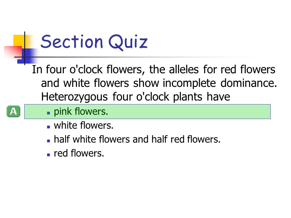 Section Quiz In four o clock flowers, the alleles for red flowers and white flowers show incomplete dominance. Heterozygous four o clock plants have.
