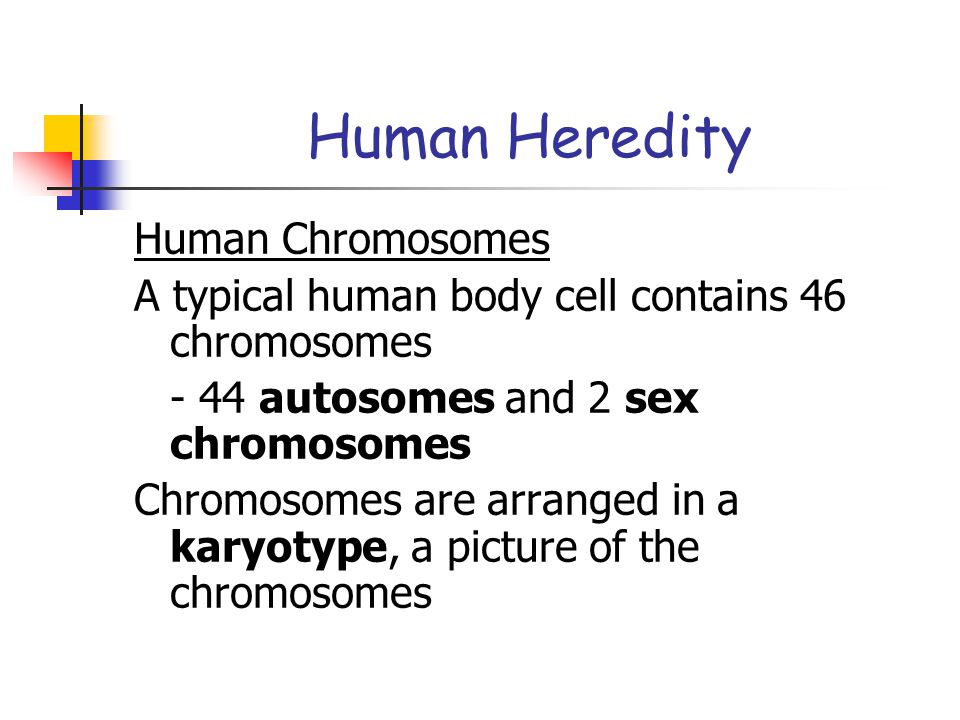 Human Heredity Human Chromosomes
