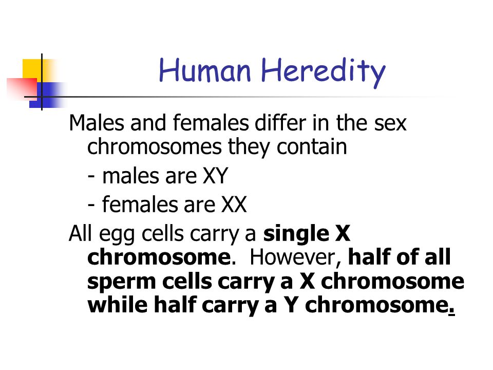 Human Heredity Males and females differ in the sex chromosomes they contain. - males are XY. - females are XX.