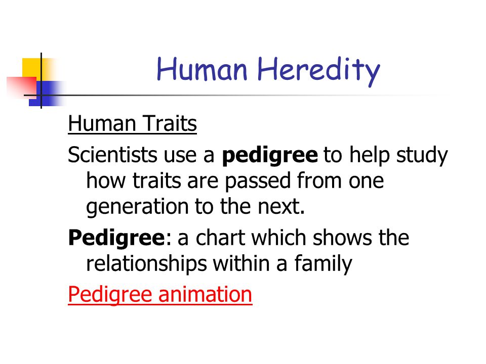 Human Heredity Human Traits
