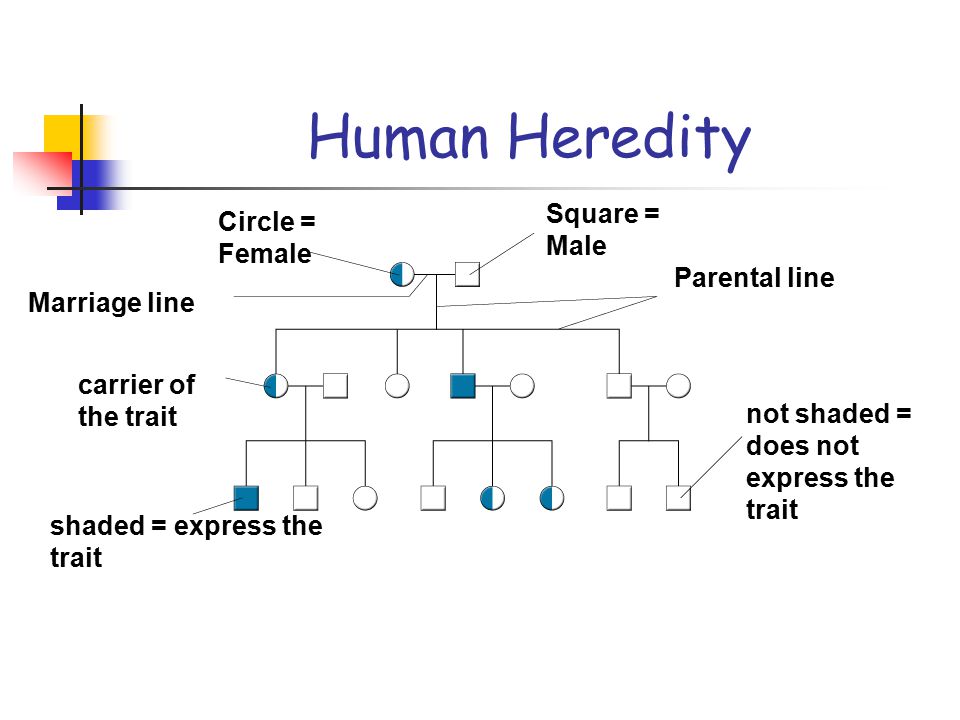 Human Heredity Square = Male Circle = Female Parental line