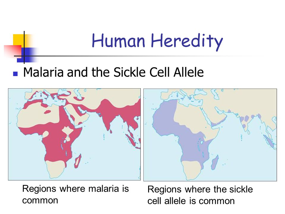 Human Heredity Malaria and the Sickle Cell Allele