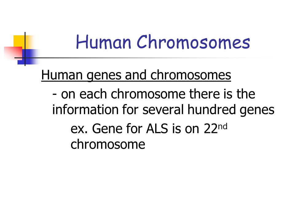 Human Chromosomes Human genes and chromosomes