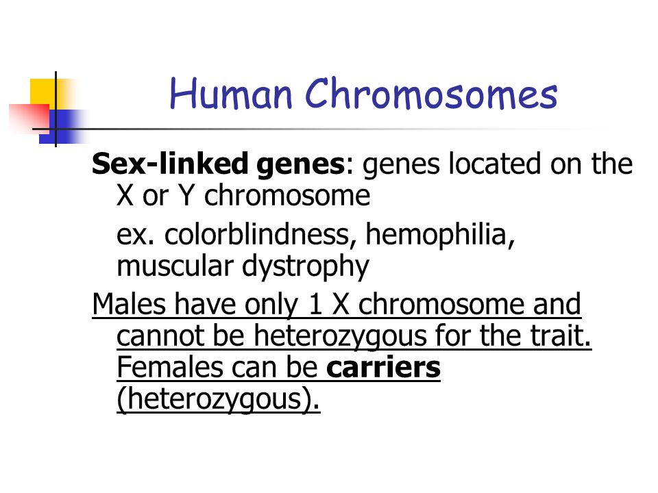 Human Chromosomes Sex-linked genes: genes located on the X or Y chromosome. ex. colorblindness, hemophilia, muscular dystrophy.