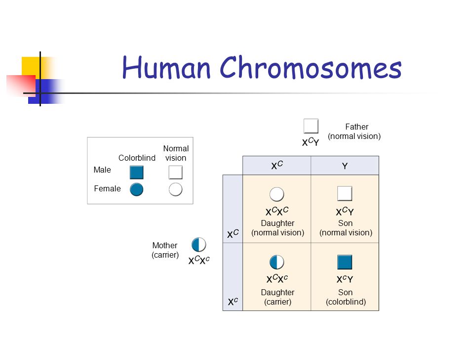 Human Chromosomes Father (normal vision) Normal vision Colorblind Male