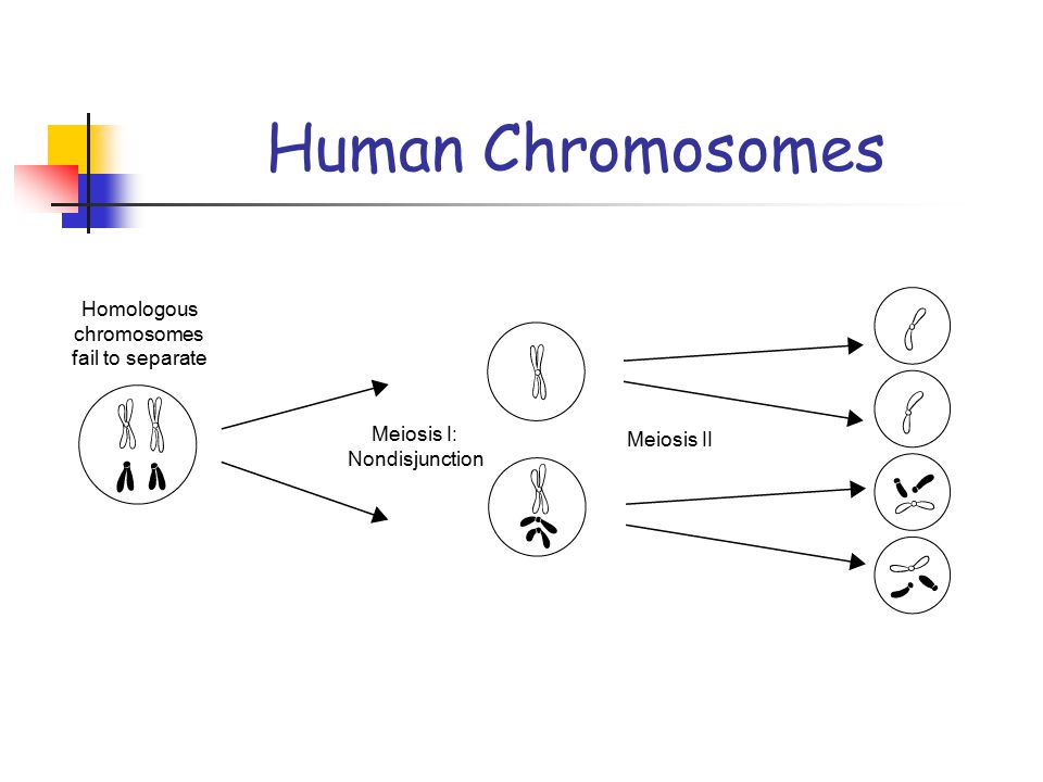 Homologous chromosomes fail to separate