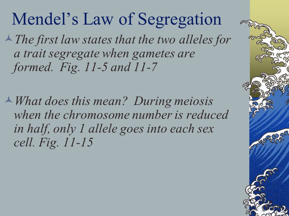 Mendel’s Law of Segregation