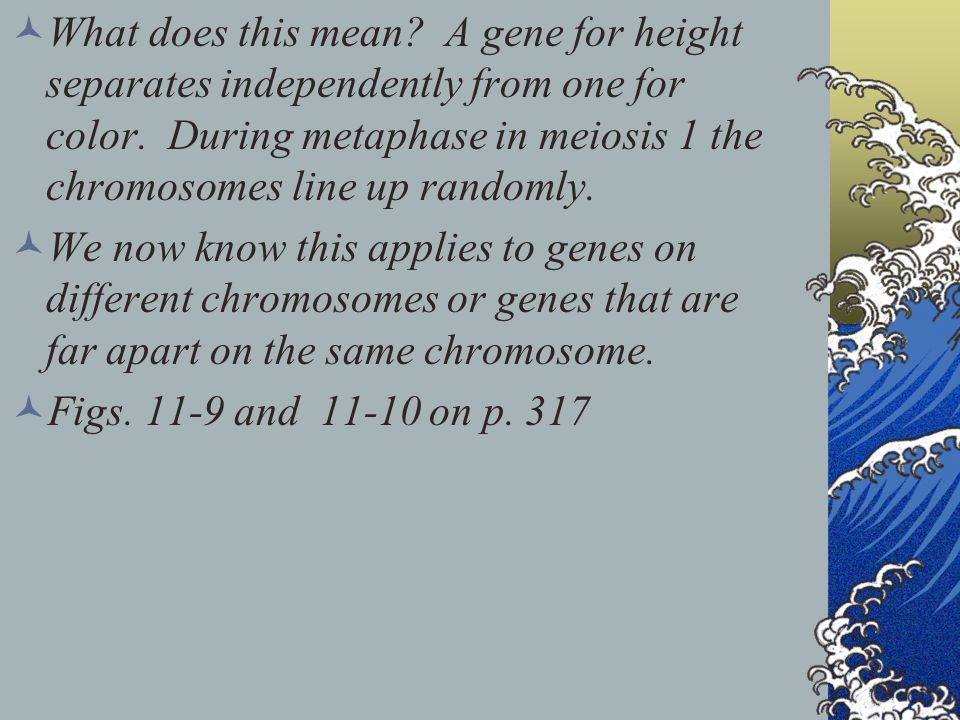 What does this mean A gene for height separates independently from one for color. During metaphase in meiosis 1 the chromosomes line up randomly.