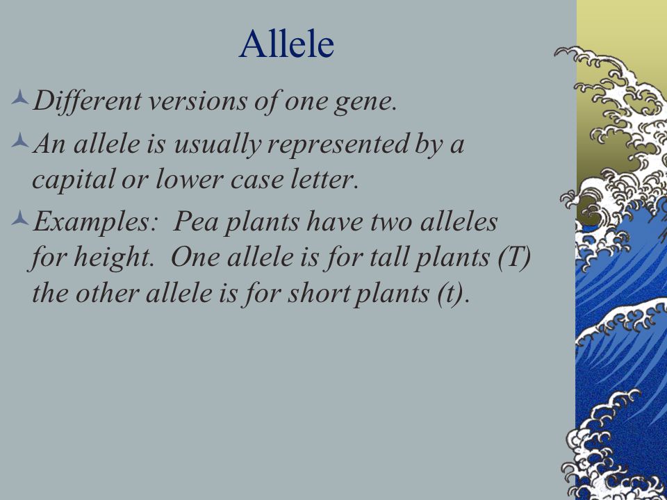 Allele Different versions of one gene.