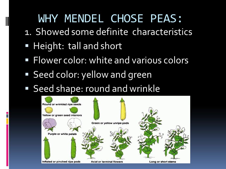 WHY MENDEL CHOSE PEAS: 1. Showed some definite characteristics