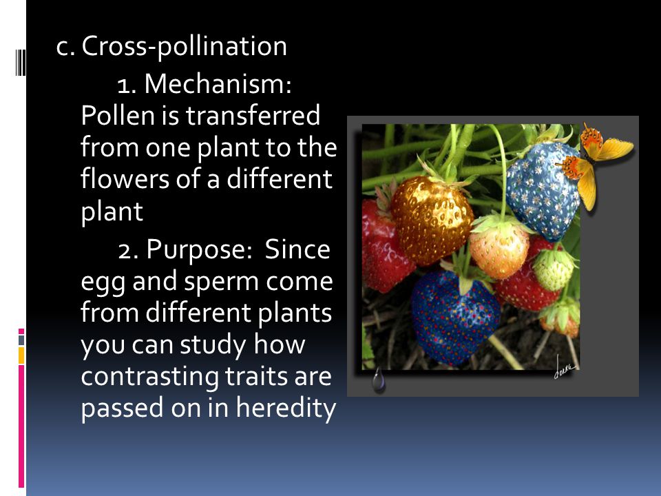c. Cross-pollination 1. Mechanism: Pollen is transferred from one plant to the flowers of a different plant.