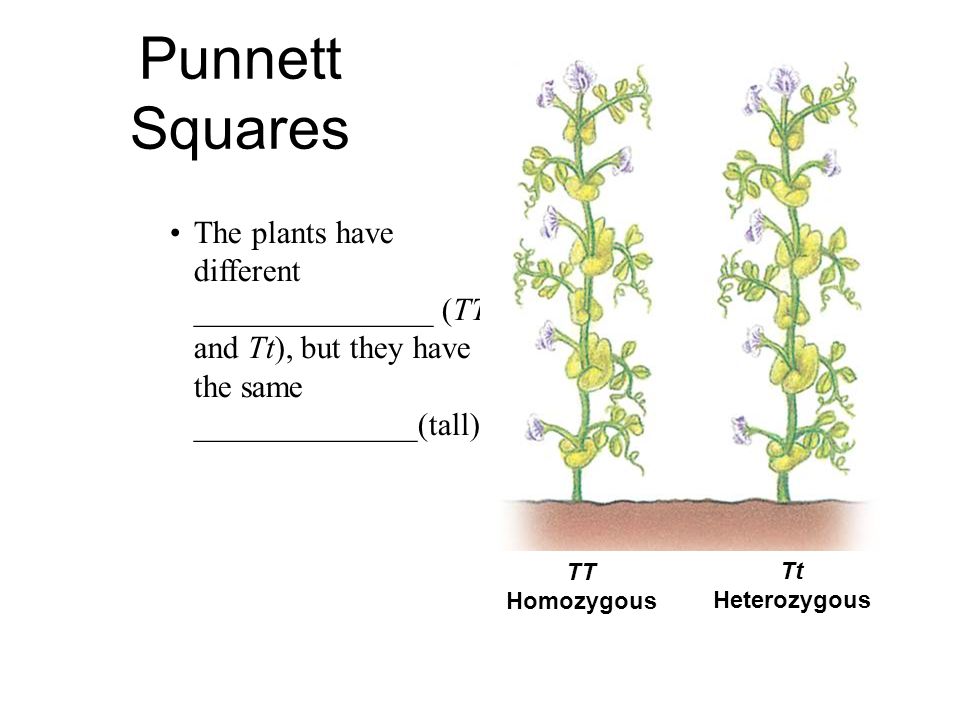 Punnett Squares The plants have different _______________ (TT and Tt), but they have the same ______________(tall).