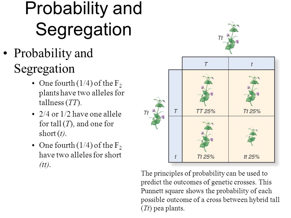 Probability and Segregation