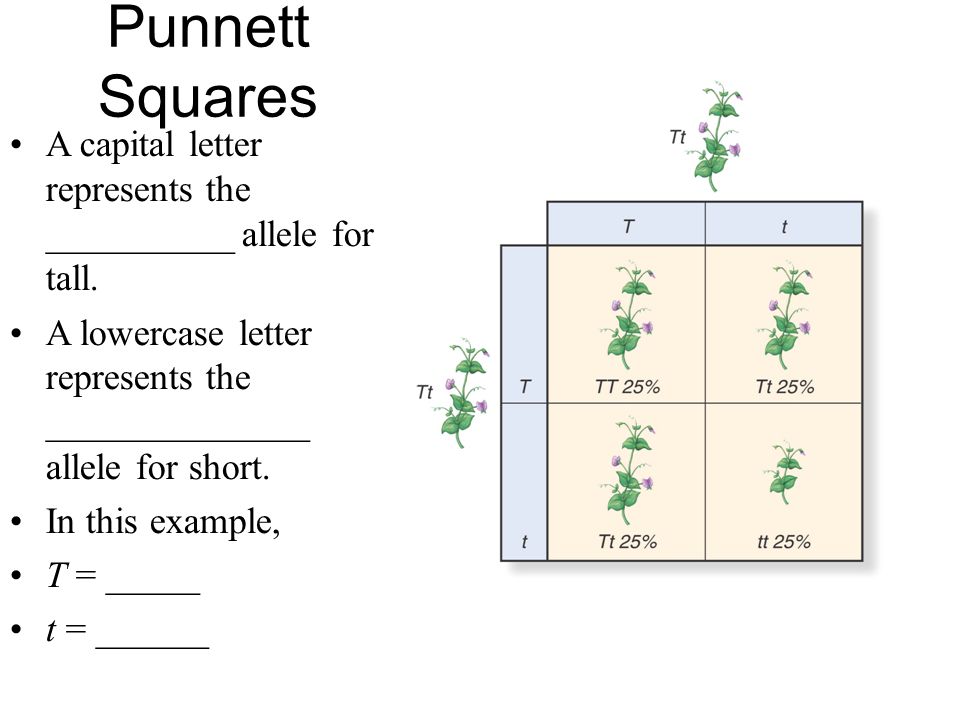 Punnett Squares A capital letter represents the __________ allele for tall. A lowercase letter represents the ______________ allele for short.