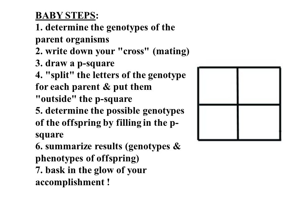 BABY STEPS: 1. determine the genotypes of the parent organisms 2