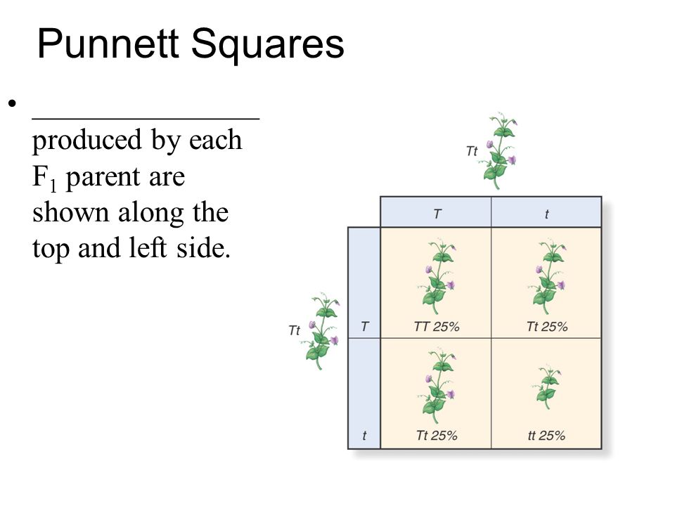 Punnett Squares _______________ produced by each F1 parent are shown along the top and left side.