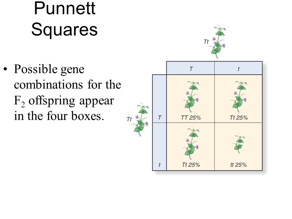 Punnett Squares Possible gene combinations for the F2 offspring appear in the four boxes.