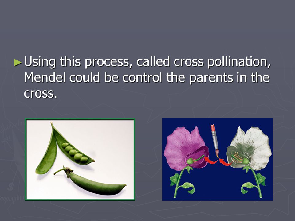 Using this process, called cross pollination, Mendel could be control the parents in the cross.