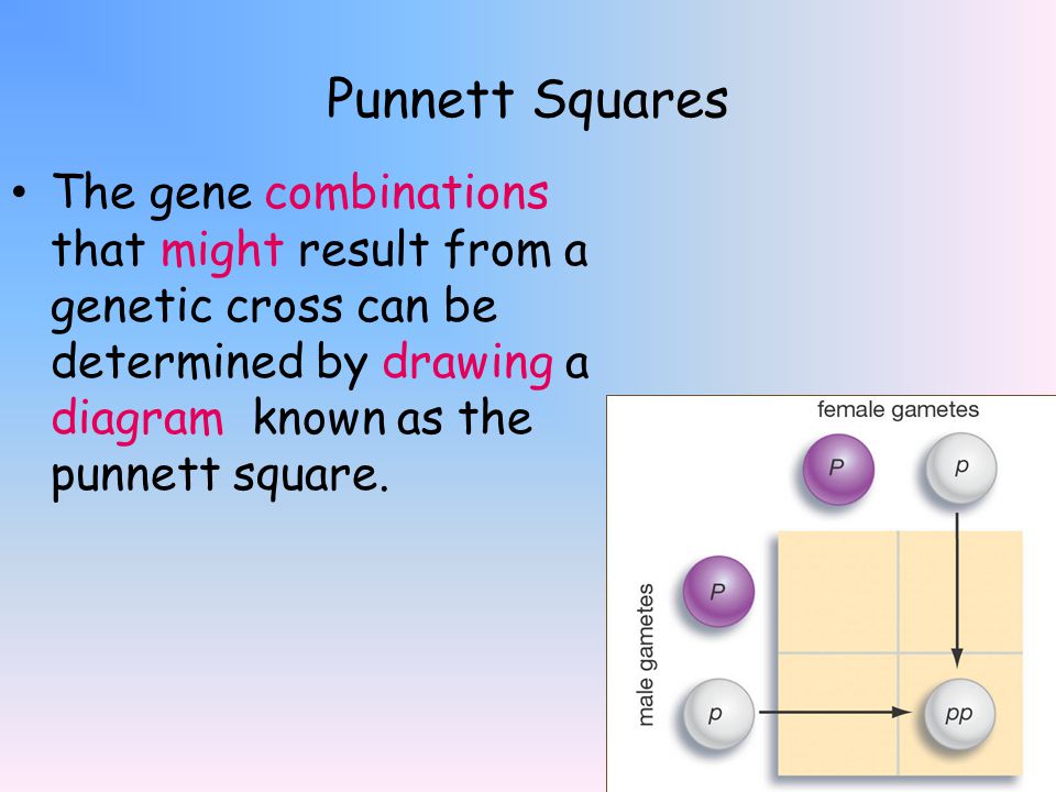 Punnett Squares The gene combinations that might result from a genetic cross can be determined by drawing a diagram known as the punnett square.
