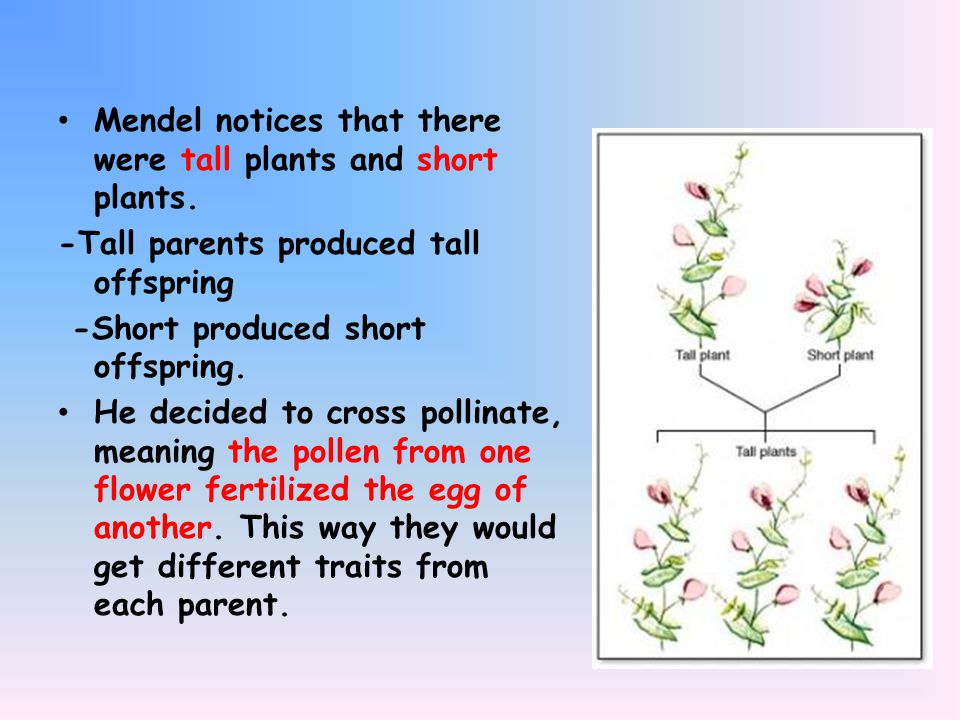 Mendel notices that there were tall plants and short plants.